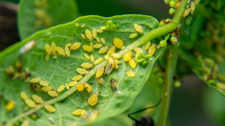 A close up view of a colony of yellow aphids.