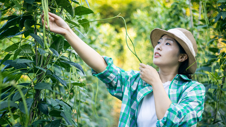 A woman inspects long beans growing in a garden.