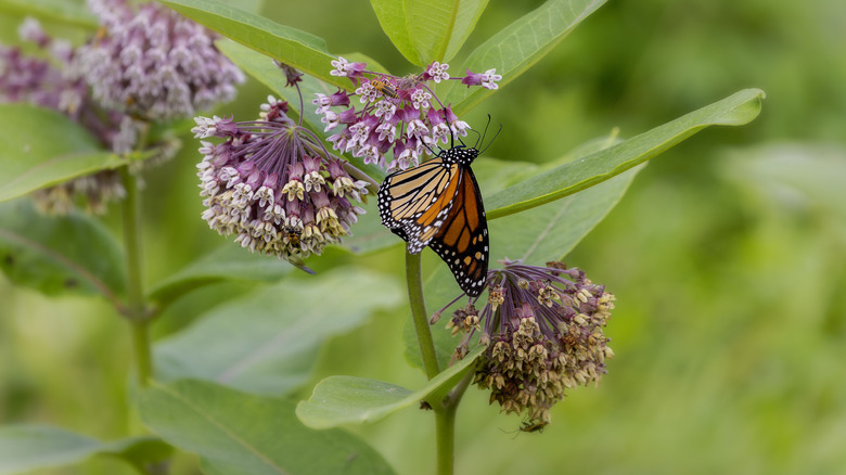Monarch butterfly feeds on milkweed flowers.