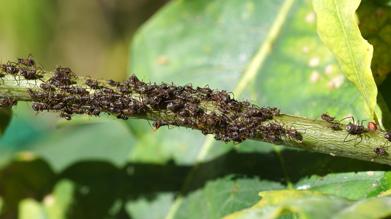 A colony of aphids live on the branch of an oak tree.