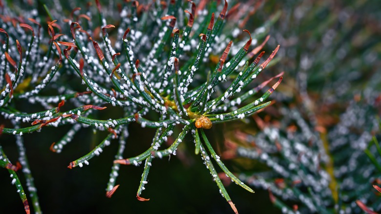 Close up view of a pine branch with a woolly aphid infestation.