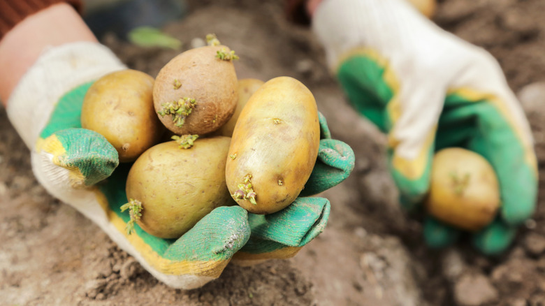 A gardener holds potatoes that will be planted in the garden.