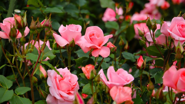 Pink roses bloom in a garden.
