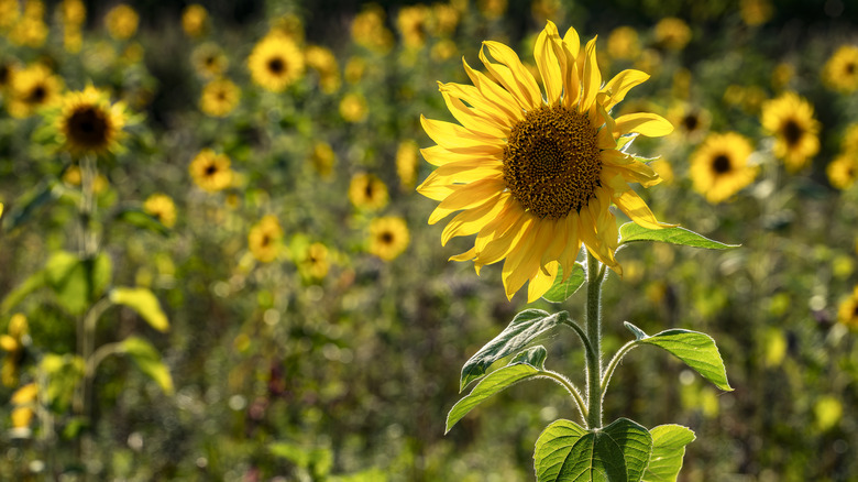 Close up of one sunflower growing in a field of sunflowers.