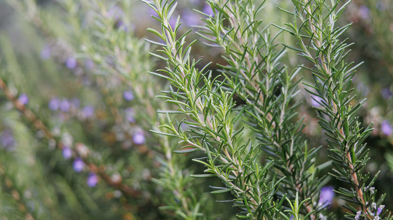 Rosemary blooms with purple flowers.