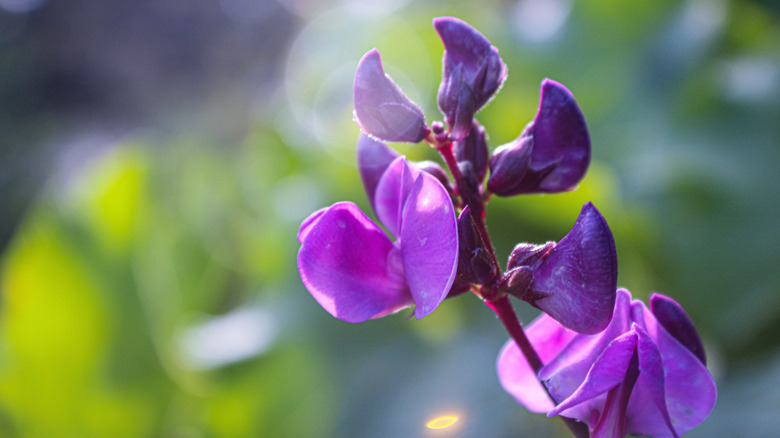Hyacinth beans bloom with bright purple flowers.