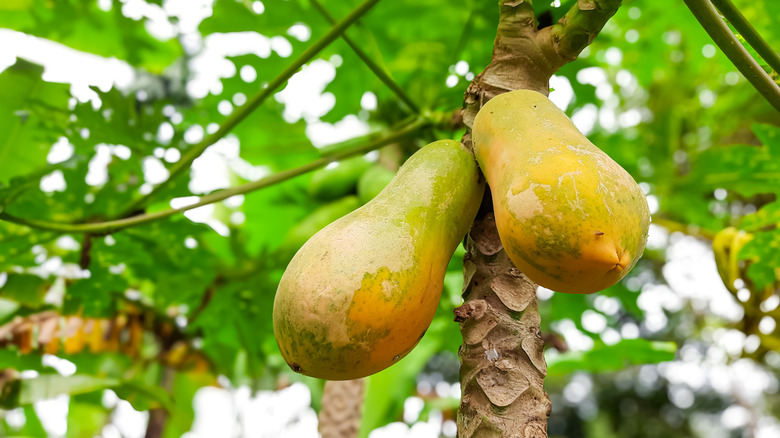 Papayas ripen on the tree.