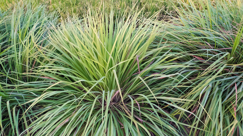 Lemongrass grows in healthy clumps.