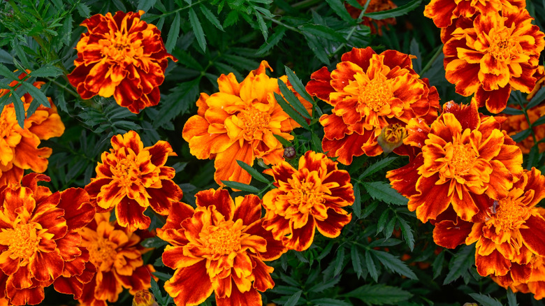 Marigolds bloom with orange and red flowers.