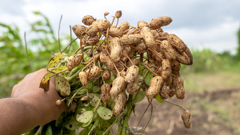 A gardener harvests a peanut plant.