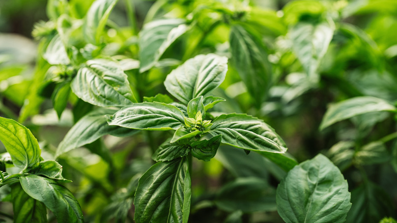 Basil thrives in a garden and has lush green leaves.