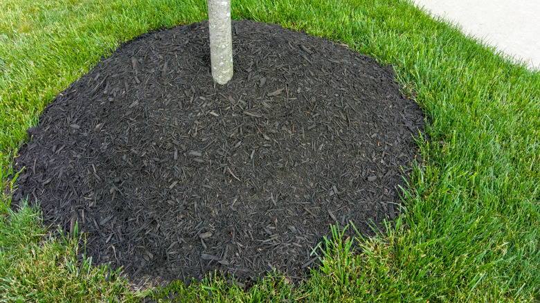 Mulch is piled around the base of a tree.