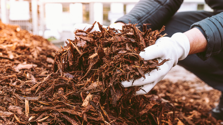 A person holds a handful of mulch.