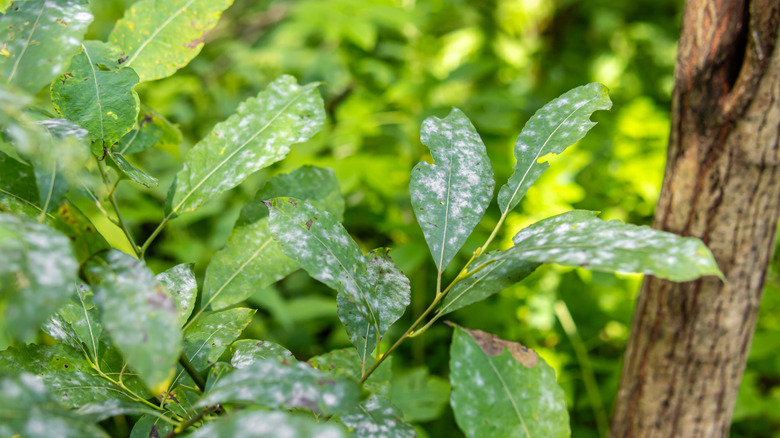 white fungus on leaves