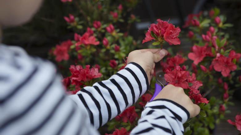 A child plucking red azaleas