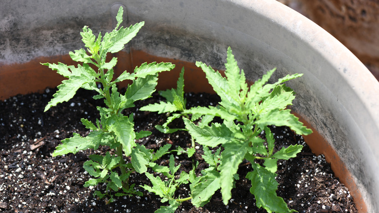 Epazote herb growing in rich soil in a pot in the garden.