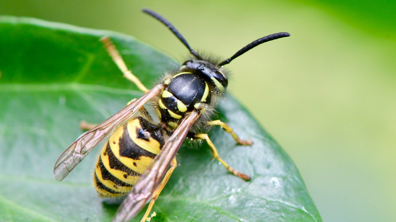 Common wasp resting on a leaf in the garden.