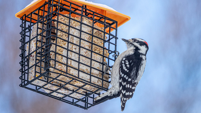 Lesser spotted woodpecker clinging to a suet feeder