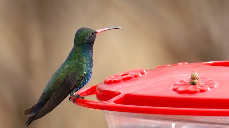 a green hummingbird sits on a red hummingbird feeder