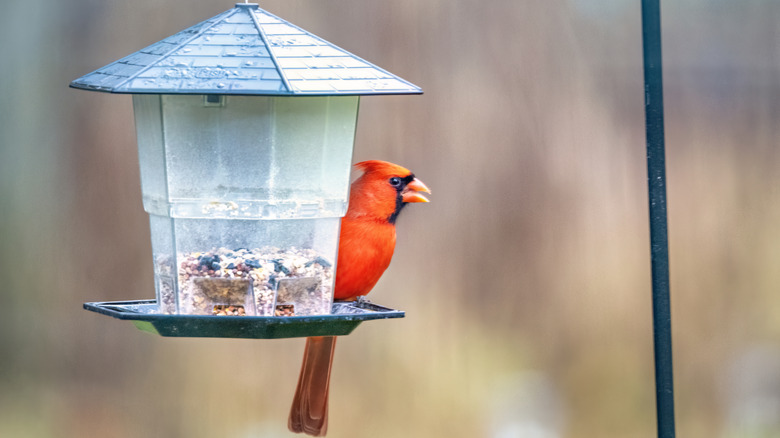 A red cardinal perched on a bird feeder