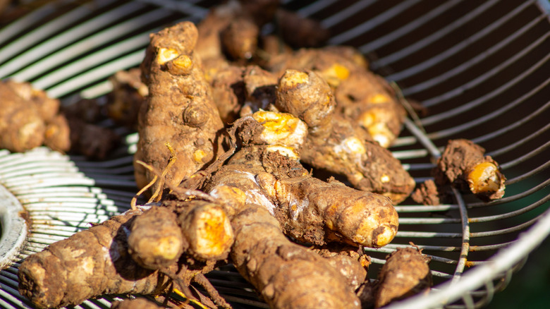 Freshly harvested turmeric sits in a wire basket.