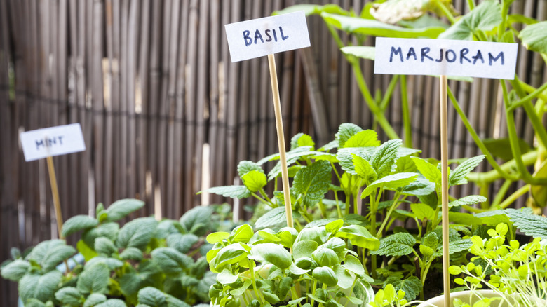 A labeled herb garden grows in a yard.