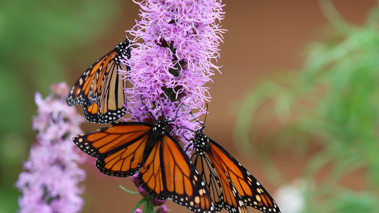 Monarch butterflies feed on blazing star flowers.
