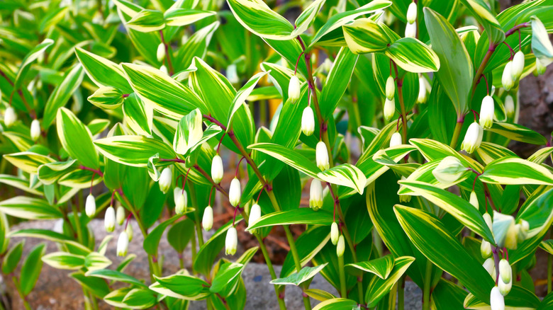 Solomon's seal with variegated white and green leaves, dangling white flowers, and red stems