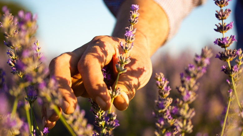 A light skinned hand lightly gripping a purple lavender plant