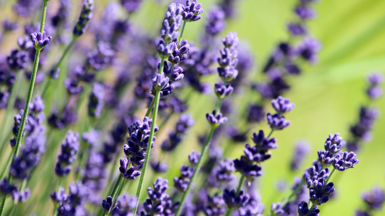 Purple English lavender in bloom
