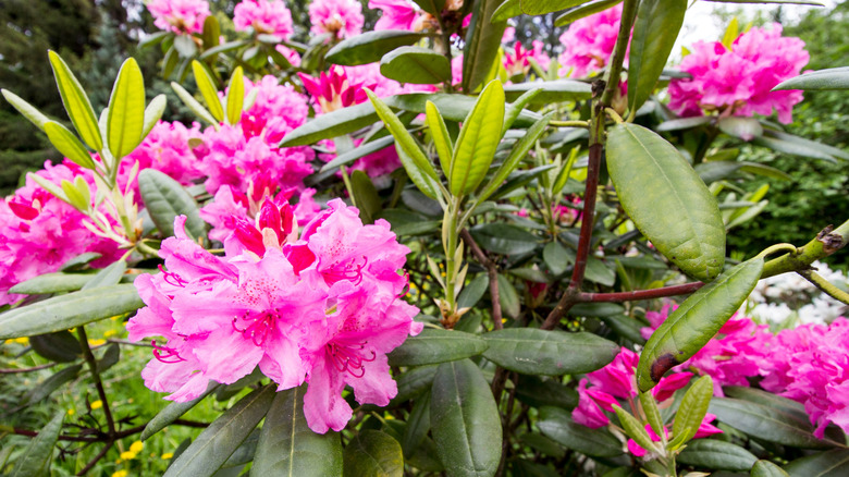 Rhododendrons bloom with bright pick flowers and dark green oval leaves.