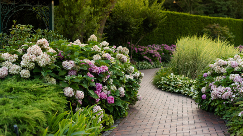 Hydrangeas and other shrubs line a winding brick path.