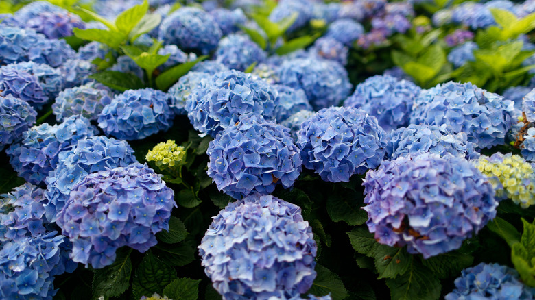 Blue hydrangeas bloom in a bunch.