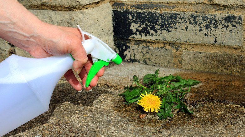 A hand is holding a spray bottle that is being used to spray a single dandelion in cement.