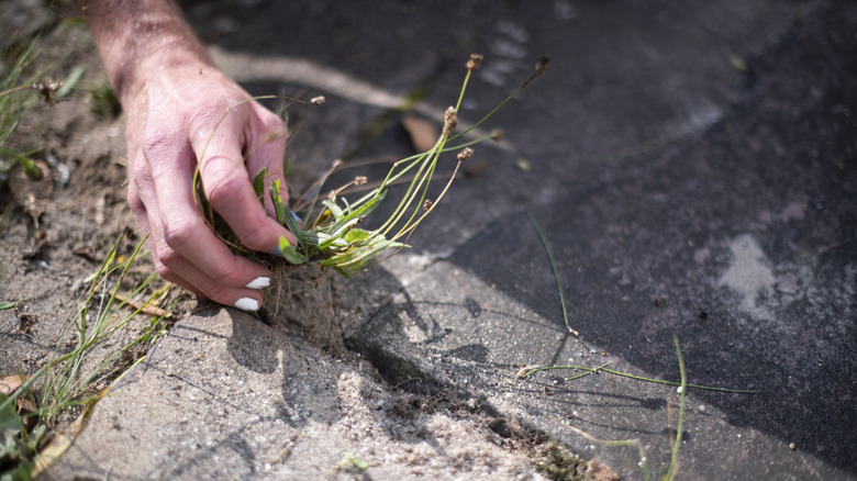 A hand is pulling a weed out of a crack in the pavement.