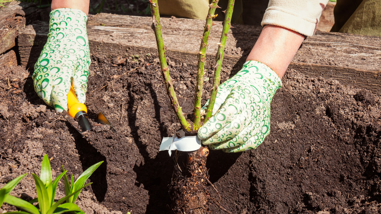 A gardener plants a bare root rose.