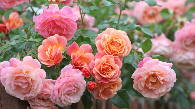 Pink an peach roses bloom on a shrub.