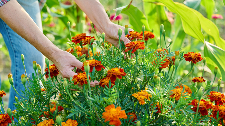 A gardener examines their marigold flowers.