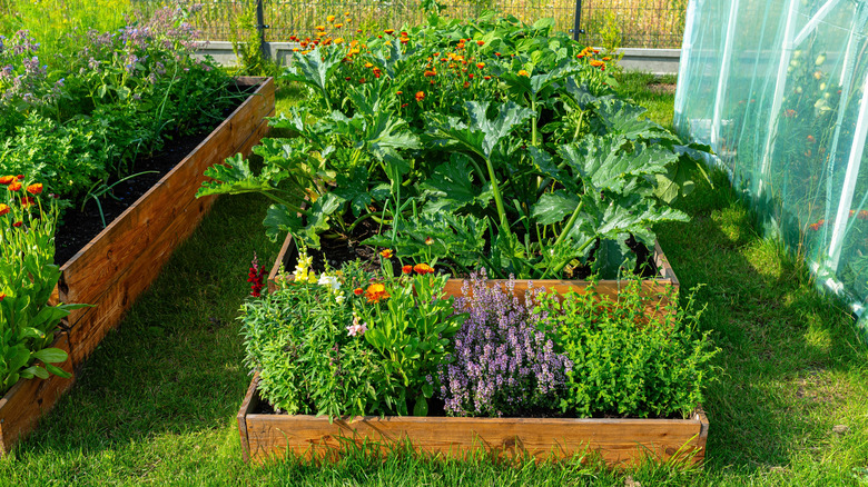 A mixed vegetable garden featuring zucchini, squash plants and herbs like lavender.