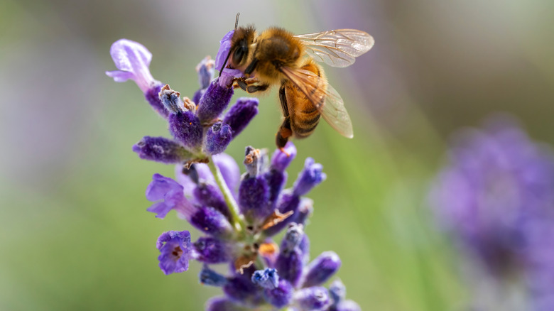 A honeybee resting on a lavender flower.
