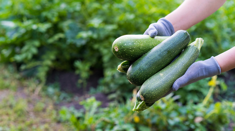 Someone in gloved hands holding out zucchini harvest in their garden.