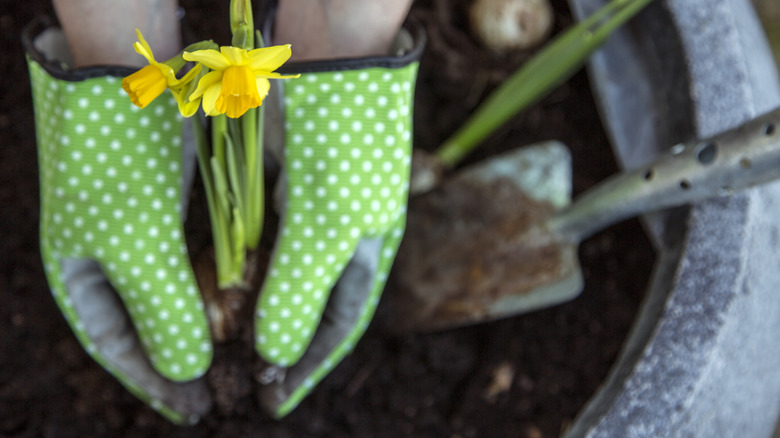 A pair of hands wearing green polka-dotted gardening gloves is holding a blooming daffodil bulb over a planter.