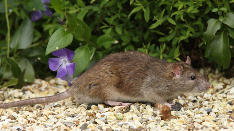 A brown rat rests on small pebbles next to green foliage and a purple flower.