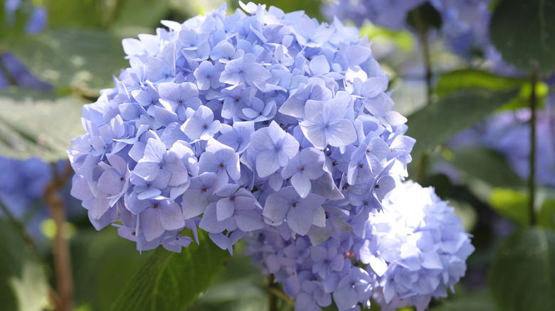 An 'Endless Summer' hydrangea bloom is shown in close-up.