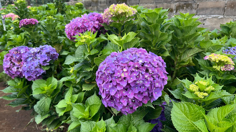 Hydrangeas bloom in a garden.