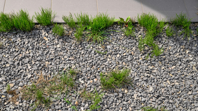 Weeds grow up through gravel.