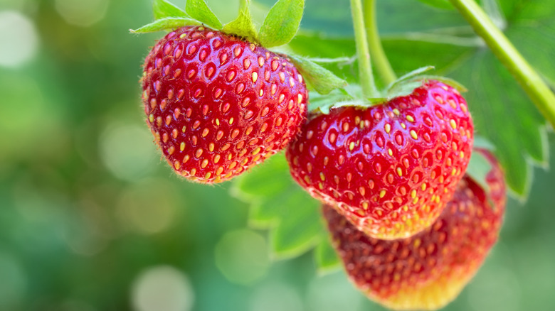 Strawberries are shown growing, and the achenes are clearly visible.