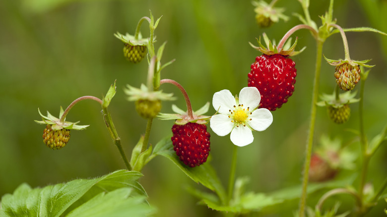 Wild strawberries grow with very visible achenes.
