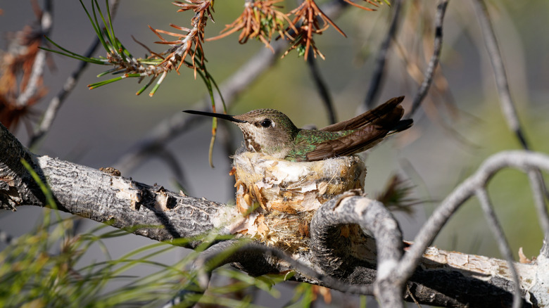 A hummingbird sitting on her nest