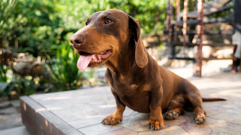 A brown dachshund dog sitting on a tiled patio surrounded by greenery